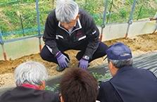 カゴメのトマト畑