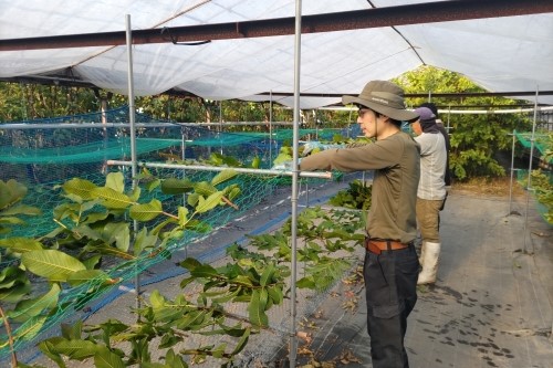 グアバを干している様子