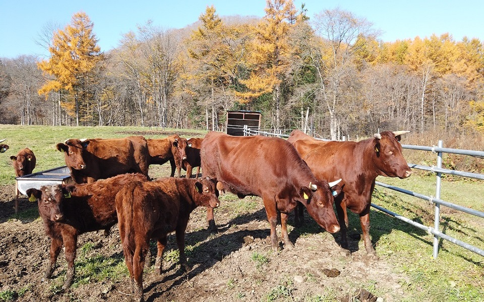 産直はなゆき農場有機牛