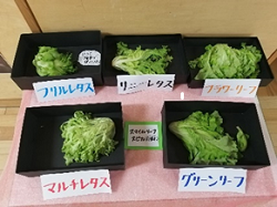 SDGｓレタスサラダ＆集会