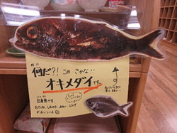 魚の展示