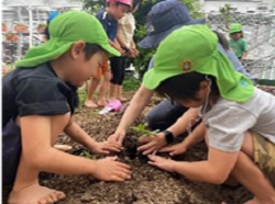 ピーマンの栽培