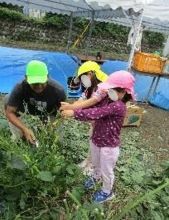 あけぼの大豆の収穫