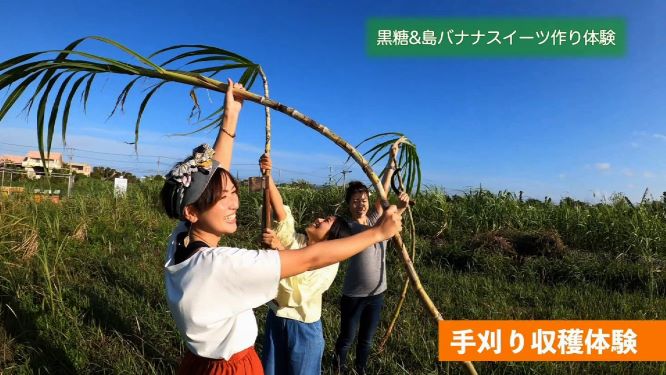 農業生産法人株式会社オルタナティブファーム宮古