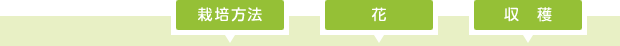 栽培方法 花 収穫