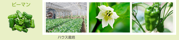 ピーマン：ハウス栽培