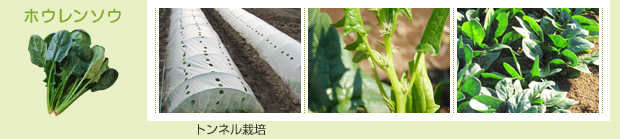 ホウレンソウ：トンネル栽培