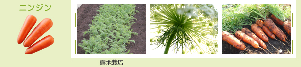 ニンジン：露地栽培