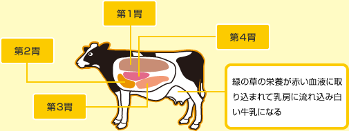 牛のイラスト:緑の草の栄養が赤い血液に取り込まれて乳房に流れ込み白い牛乳になる
