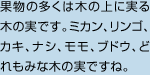 果物の多くは木の上に実る木の実です。ミカン、リンゴ、カキ、ナシ、モモ、ブドウ、どれもみな木の実ですね。