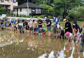 水稲の田植え体験