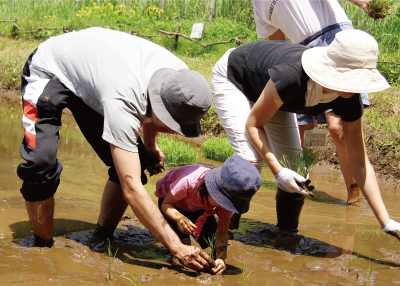 親子が田植えを体験している写真