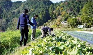 実際に野菜を生産している農家を訪問（写真）