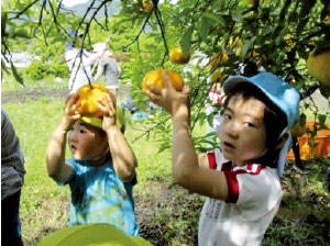 夏みかん狩りの様子（写真）