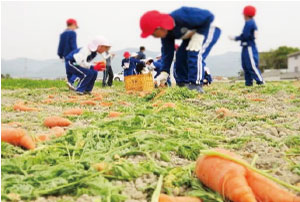 児童が二次収穫している様子（写真）
