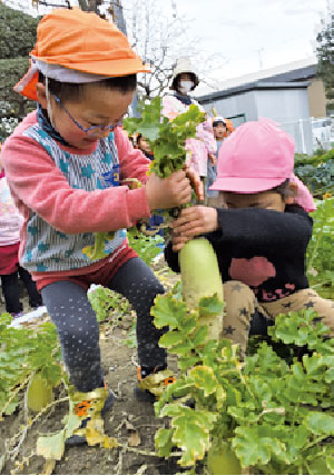 収穫した大根から、切干大根づくりを体験（写真1）