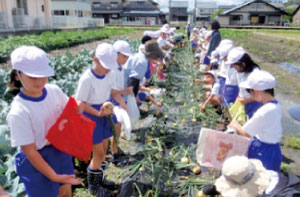学校給食畑での農業体験（写真）