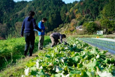 実際に野菜を生産している農家を訪問