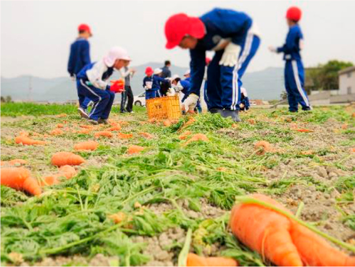 児童が二次収穫している様子
