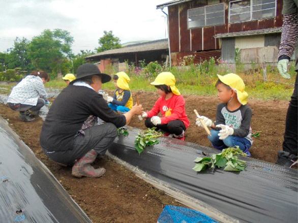 芋の苗植えの様子