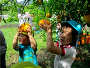 夏みかん狩りの様子