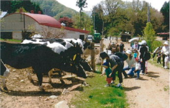 牧場での牛と子供のふれあい体験