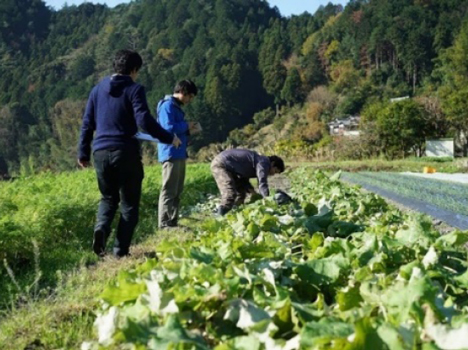 野菜を生産している農家を訪問