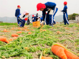 児童が二次収穫している様子