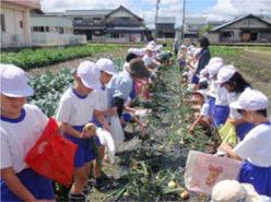 学校給食畑での農業体験