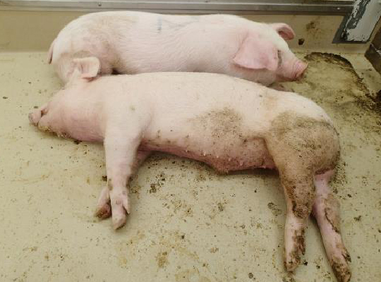 死亡のイメージ