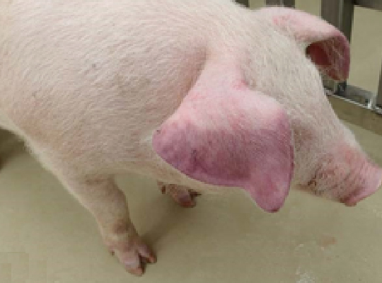 チアノーゼのイメージ