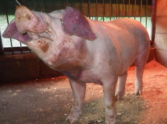 耳翼の紫斑のイメージ