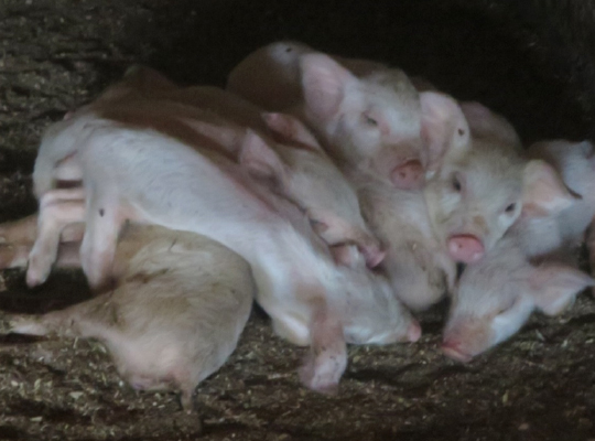 元気がないのイメージ