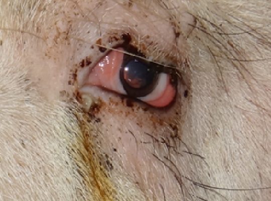 結膜炎のイメージ