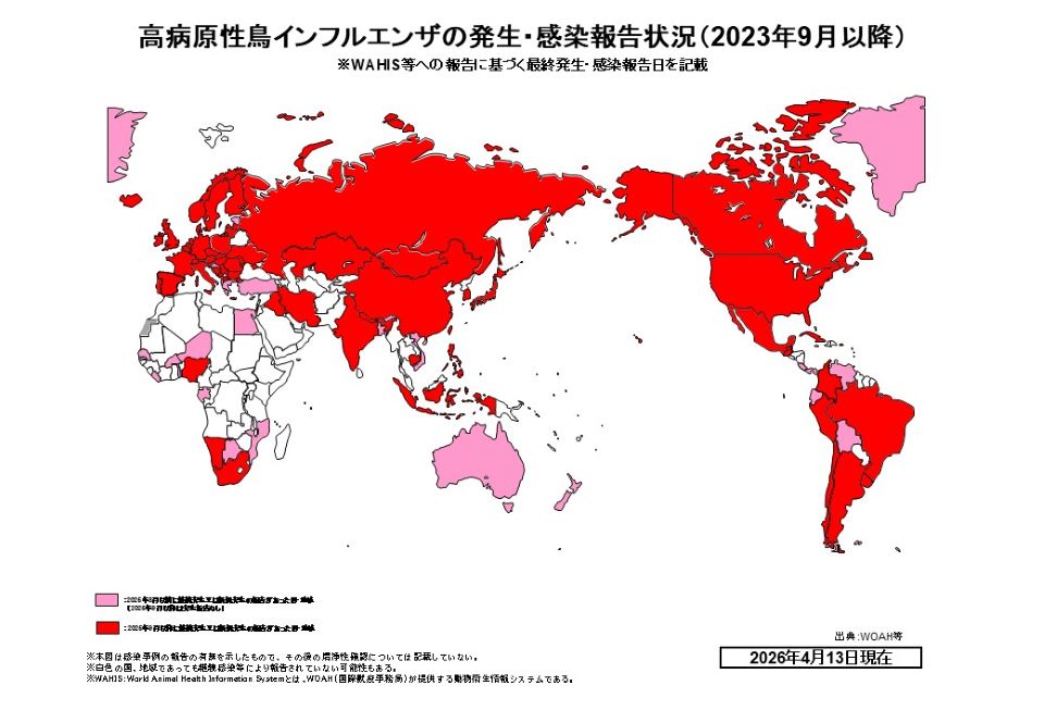 世界における高病原性鳥インフルエンザ(HPAI)の発生・感染報告状況を示すシンプルな世界地図。2023年9月以降のデータで、2026年4月13日現在の状況。赤色で塗られた国・地域は2023年9月以降に感染報告があった地域、ピンク色は2023年9月以前に感染報告があった地域を示す。北米、南米、ヨーロッパ全域、ロシア、中国、東南アジアなど広範囲が赤色で塗られており、世界的なパンデミック状況が視覚的に理解できる。地図のみで構成されたシンプルなバージョン。右下にWOAH等のデータソースと2026年4月13日現在の日付が記載されている。