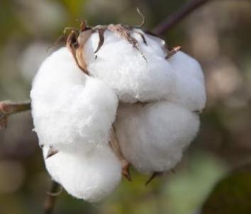コットンボール