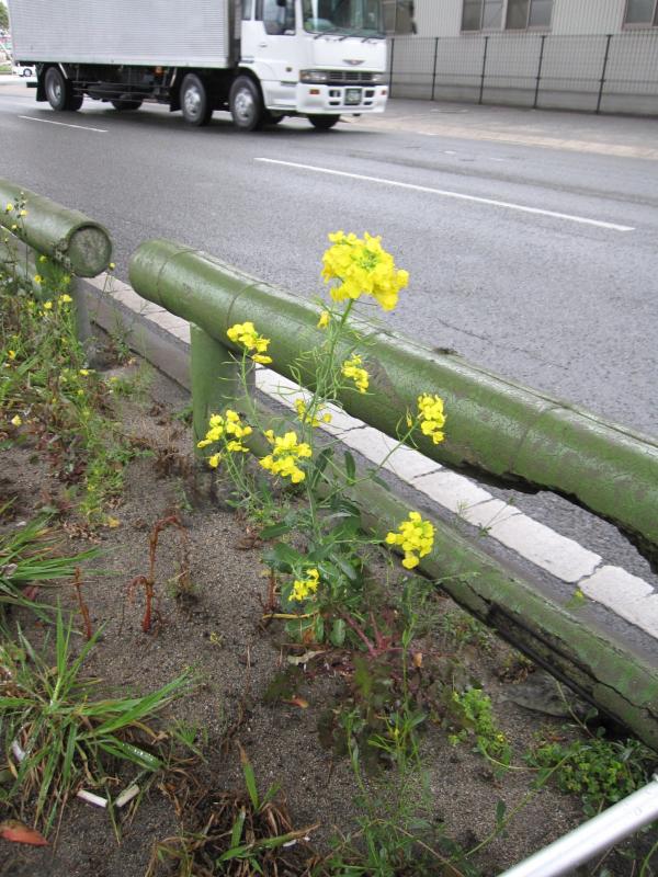 セイヨウナタネ