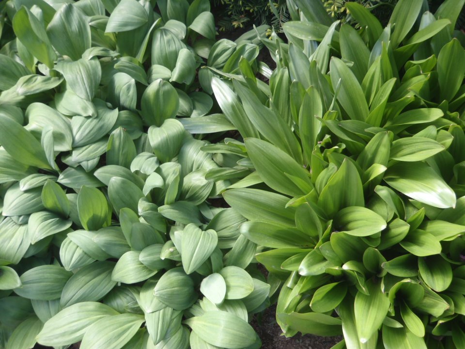 葉を比較した写真