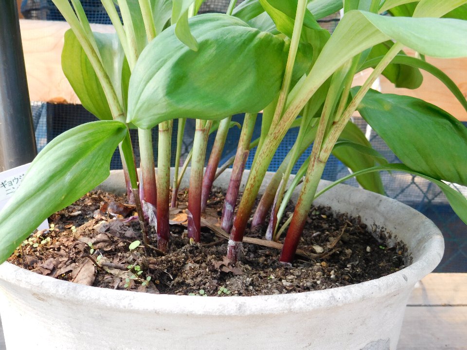 鉢植えの行者ニンニクの写真