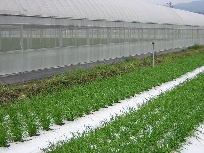 栽培されているニラ
