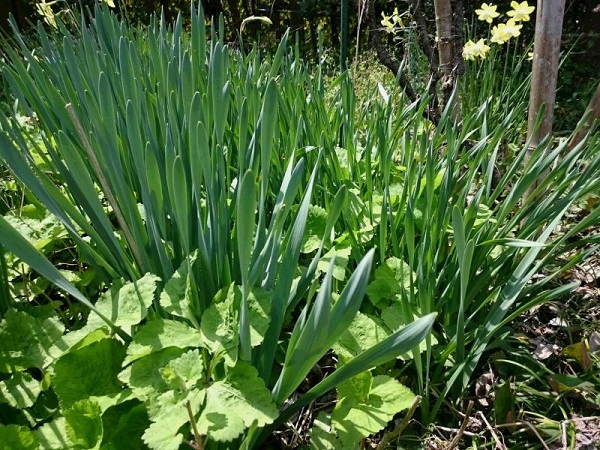 スイセン（園芸種）（農林水産省）