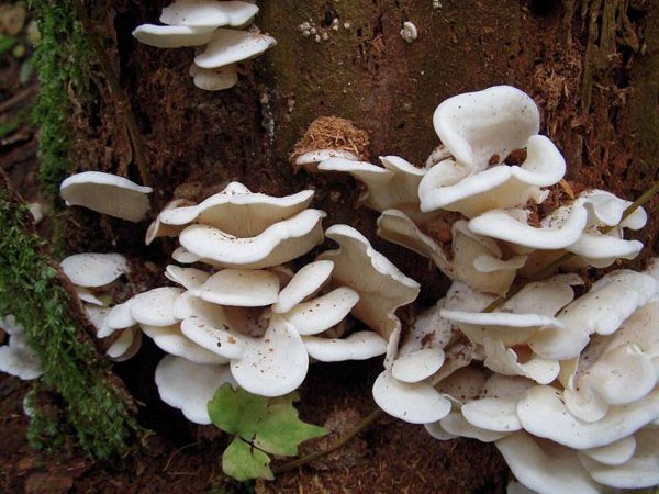 群生するスギヒラタケ