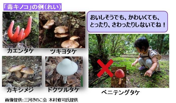 どくきのこのれい