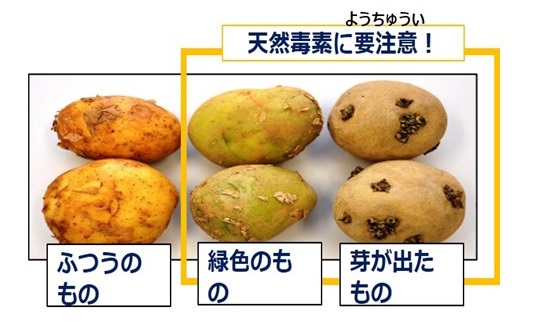 緑色のじゃがいもと芽が出たじゃがいもに注意！