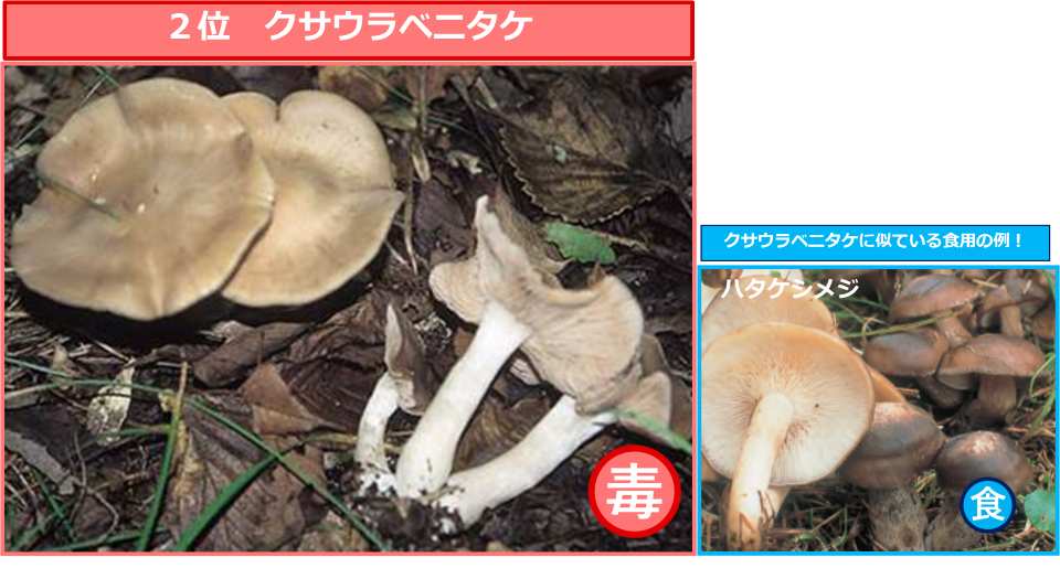 ２位クサウラベニタケ　クサウラベニダケに似ている食用の例！ハタケシメジ