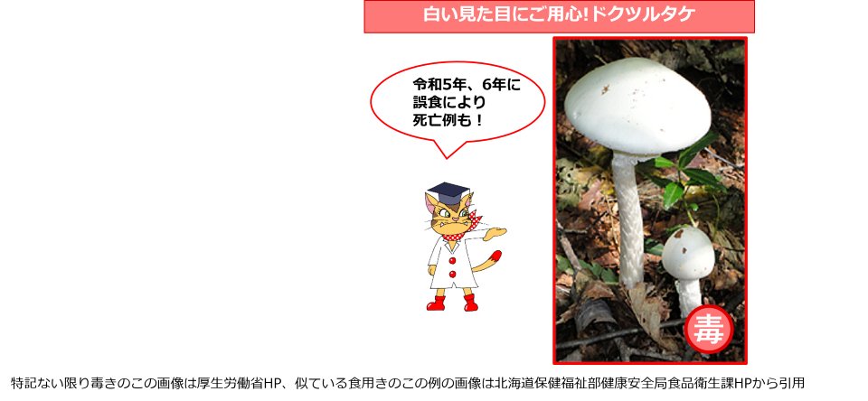 白い見た目にご用心！ドクツルタケ　令和５年、６年に誤食により死亡例も！　