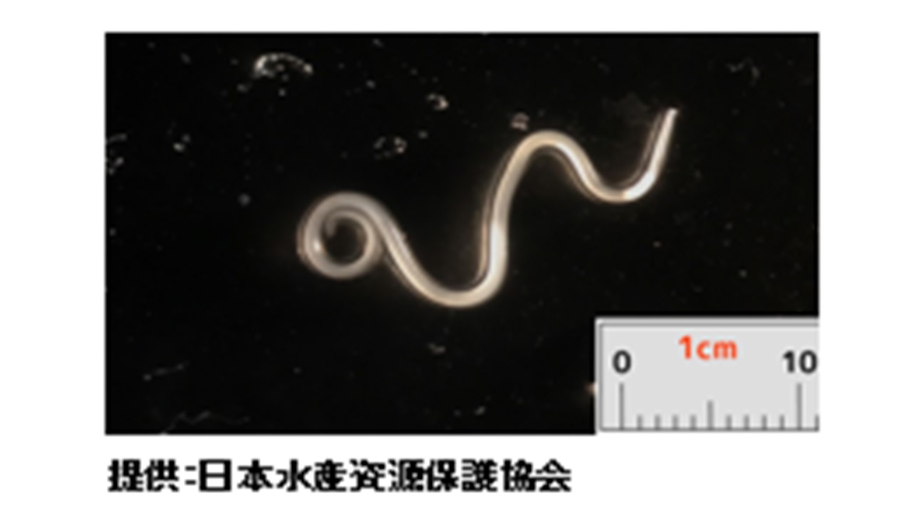 アニサキス画像