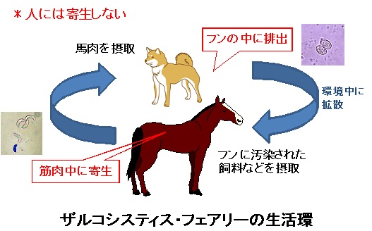 ザルコシスティス・フェアリーの生活環