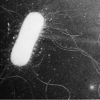escherichia.coli.jpg