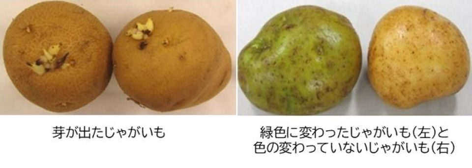 芽が出たジャガイモ、緑色に変わったジャガイモ(左)と色の変わったジャガイモ(右